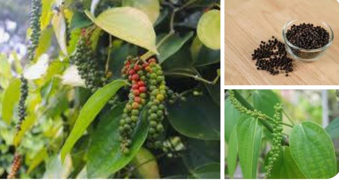 Black Pepper IISR CHANDRA